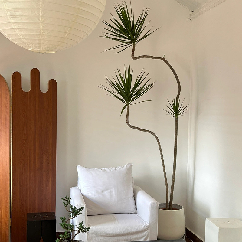 造型青叶千年木盆栽室内客厅植物高级感中古风绿植龙血树马尾铁,淘宝优惠券,粉丝福利购,淘宝优惠卷