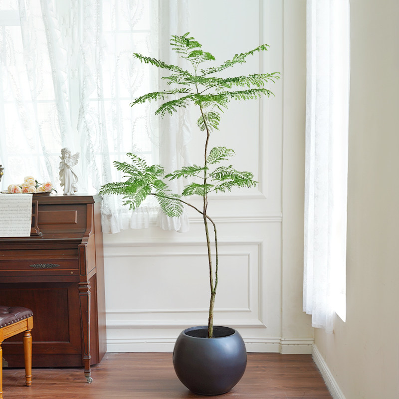 蓝花楹大型绿植室内网红观叶盆栽植物落地客厅庭院真树一物一拍,淘宝优惠券,粉丝福利购,淘宝优惠卷