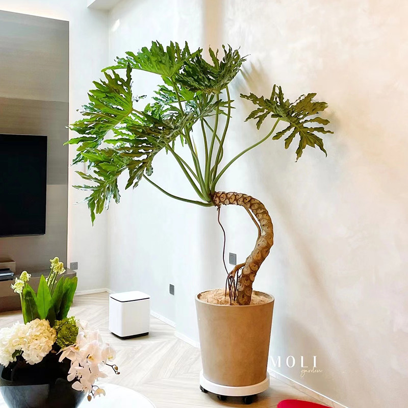 老桩龙鳞春羽盆栽大型绿植室内客厅网红造型办公室净化空气植物,淘宝优惠券,粉丝福利购,淘宝优惠卷