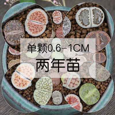 生石花多肉植物花卉盆栽绿植菊纹章灵耀玉毛汉尼肉锥灯泡毛毛多肉 虎窝淘