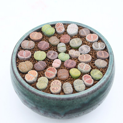 生石花多肉植物花卉盆栽绿植菊纹章灵耀玉毛汉尼肉锥灯泡毛毛多肉 虎窝淘