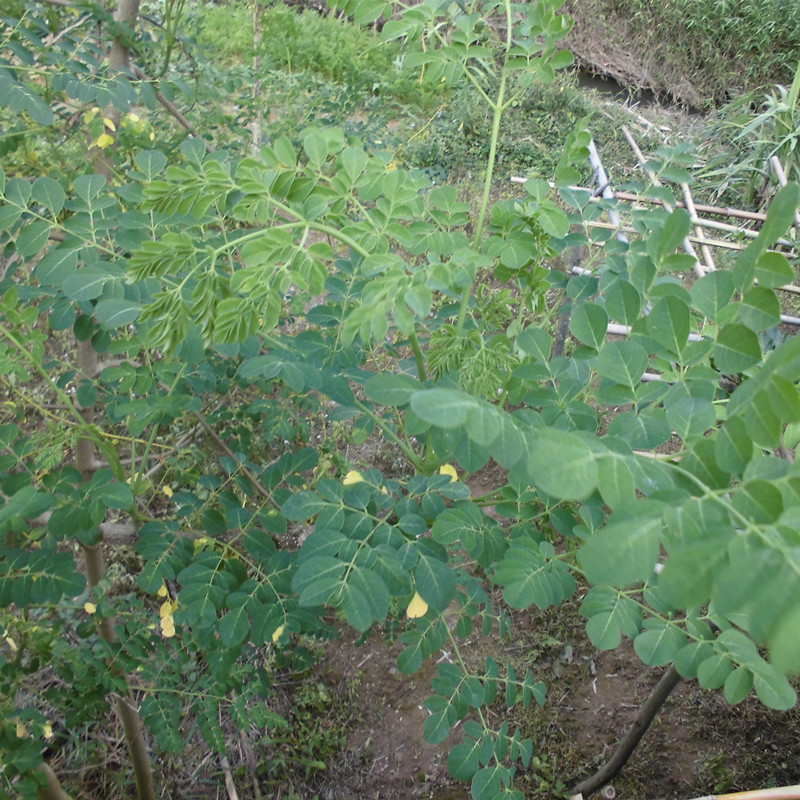 新鲜辣木叶现采500g青草药辣木子叶片辣木叶茶深山辣木籽叶茶凉茶