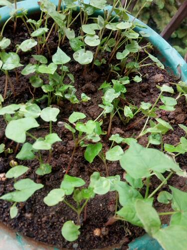 四川大凉山红荞地黑苦荞种子全胚芽荞麦茶叶散装500克自产包邮 - 图2