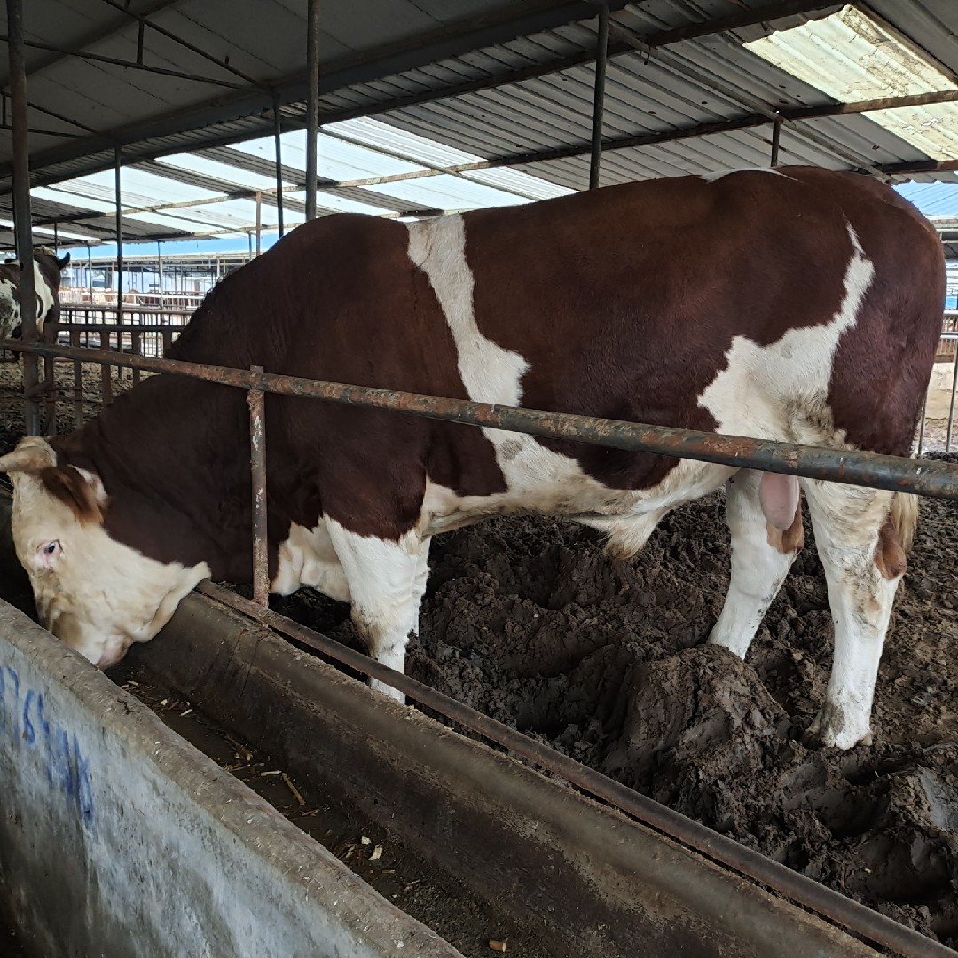 活牛小牛犊肉牛苗活体西门塔尔牛四川出售母牛鲁西黄牛改良牛养殖 - 图0