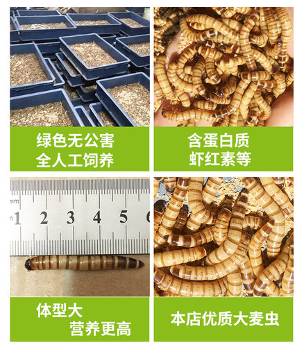 大麦虫活虫500g鲜活面包虫黄粉虫龙鱼饲料活体八哥画眉鸟食活虫子 - 图0
