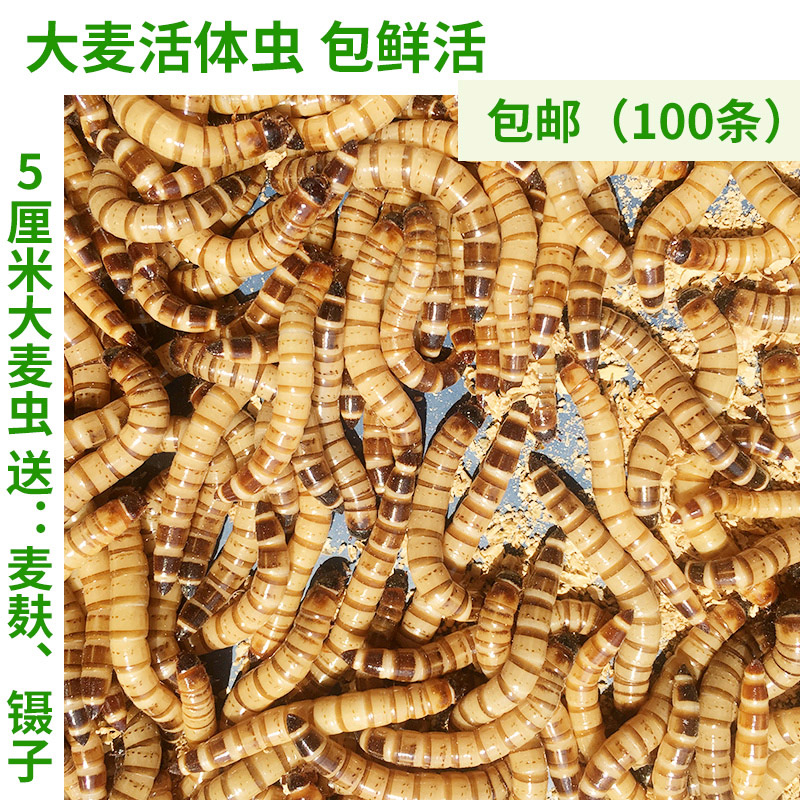 大麦虫活虫500g鲜活面包虫黄粉虫金龙鱼饲料活体八哥画眉鸟食虫子-图1