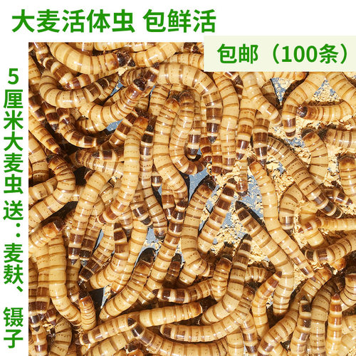 大麦虫活虫500g鲜活面包虫黄粉虫龙鱼饲料活体八哥画眉鸟食活虫子 - 图1