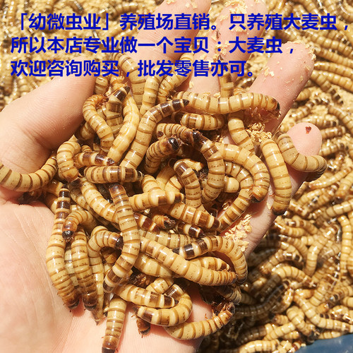 大麦虫面活虫500g鲜活面包虫黄粉虫龙鱼饲料活体八哥画眉鸟食虫子 - 图3