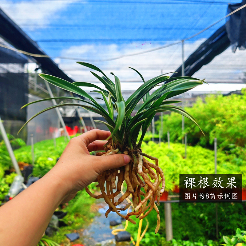 兰花苗金边矮种【玉鼎红】浓香型建兰名品室内办公桌盆栽好养易活,淘宝优惠券,粉丝福利购,淘宝优惠卷