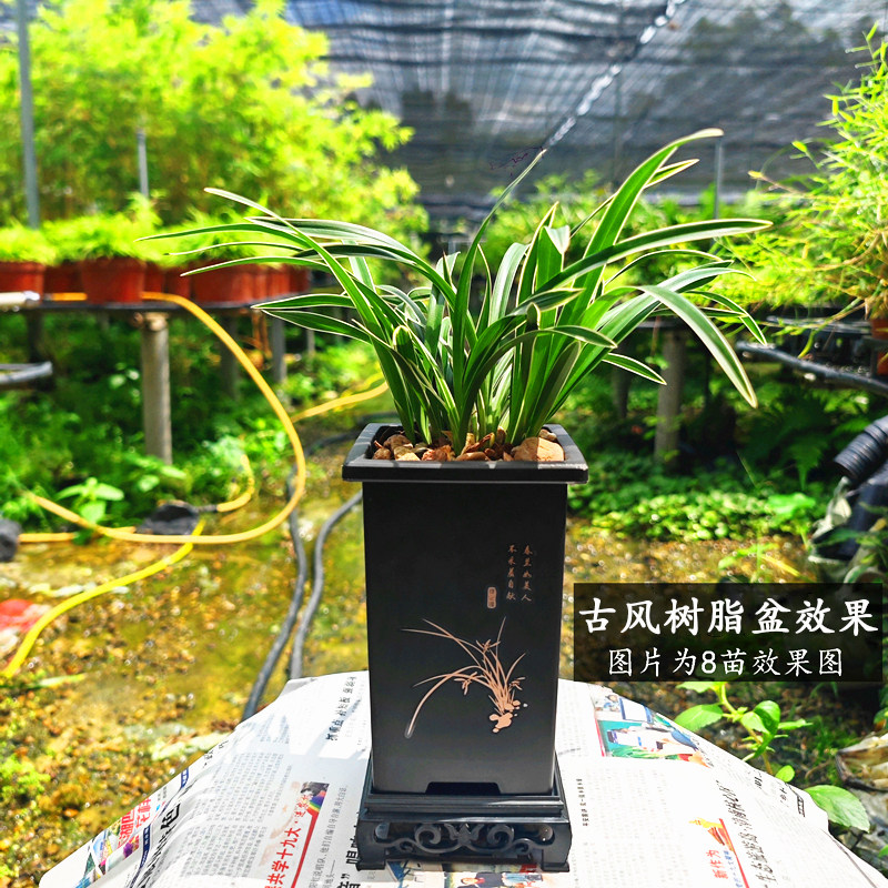 兰花苗金边矮种【玉鼎红】浓香型建兰名品室内办公桌盆栽好养易活,淘宝优惠券,粉丝福利购,淘宝优惠卷