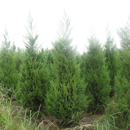 侧柏叶树苗侧柏苗扁柏枝树苗松柏塔柏树苗龙柏树柏枝树鲜活四季青 - 图1