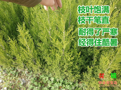 塔柏树苗松柏树苗柏树树苗侧柏扁柏树塔松龙柏 清明墓地松柏专用 - 图2