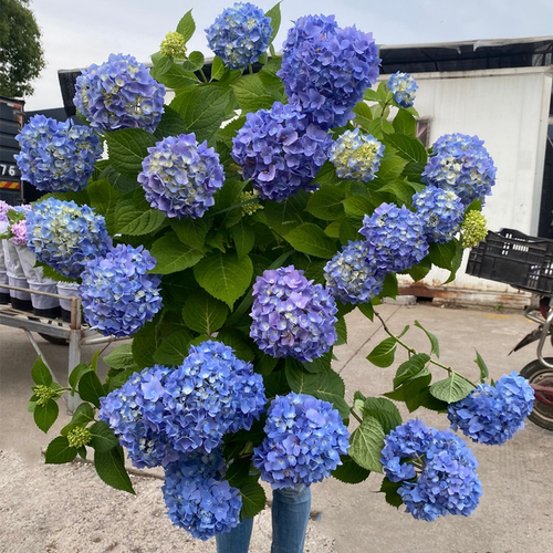 进口大花绣球无尽夏大苗蓝色妈妈庭院花园种植多年生观花植物包邮 - 图0