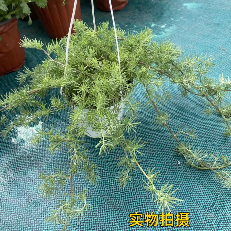 鹦鹉嘴盆栽百脉根庭院阳台奇趣垂吊植物银色系美观四季常绿包邮-图2