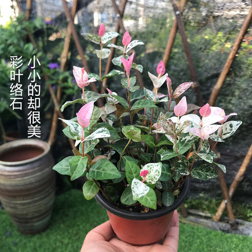 花叶络石 彩叶黄金络石垂吊藤蔓吊兰盆栽耐寒热庭院地被四季包邮 - 图3