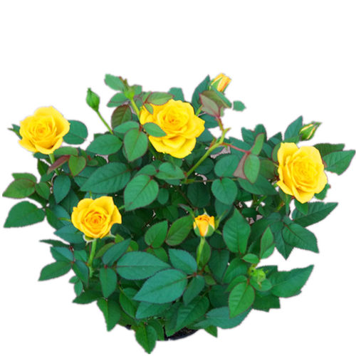 欧洲月季盆栽王妃微月阳台庭院微型玫瑰花期久美观好养包邮 - 图3