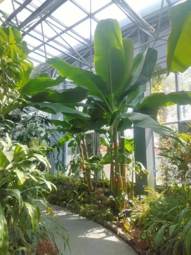 芭蕉树苗 绿天扇仙甘蕉芭庭院绿化树苗多年生室内外大型植物包邮 - 图3