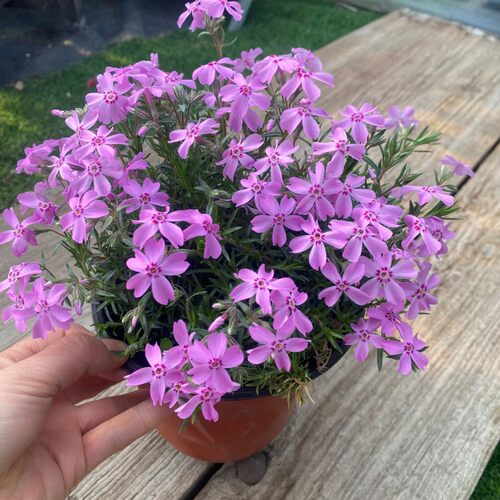 福禄考芝樱花盆栽苗庭院阳台多年生观花植物地被花卉耐寒花海种植 - 图2