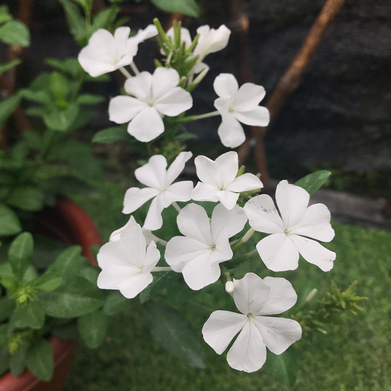 蓝雪花盆栽 白雪花花苗庭院阳台多年生花卉会爬藤花期久耐热好养 - 图1