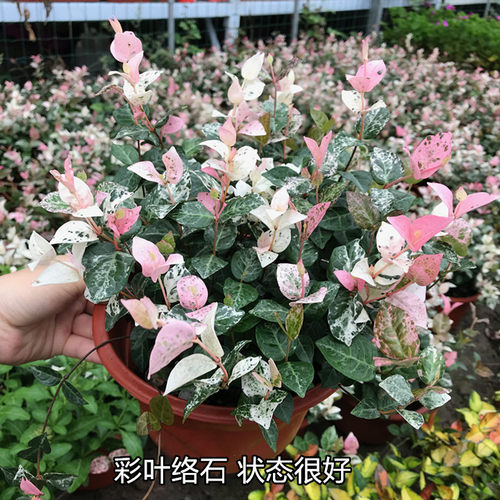 花叶络石 彩叶黄金络石垂吊藤蔓吊兰盆栽耐寒热庭院地被四季包邮 - 图1