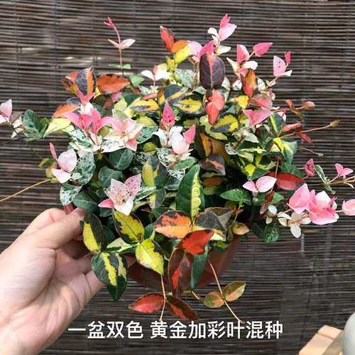 花叶络石 彩叶黄金络石垂吊藤蔓吊兰盆栽耐寒热庭院地被四季包邮 - 图2