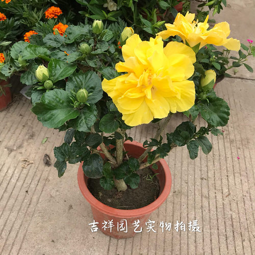 中国名花扶桑花 阳台庭院绿化木槿牡丹大苗花期久易成活包邮 - 图2