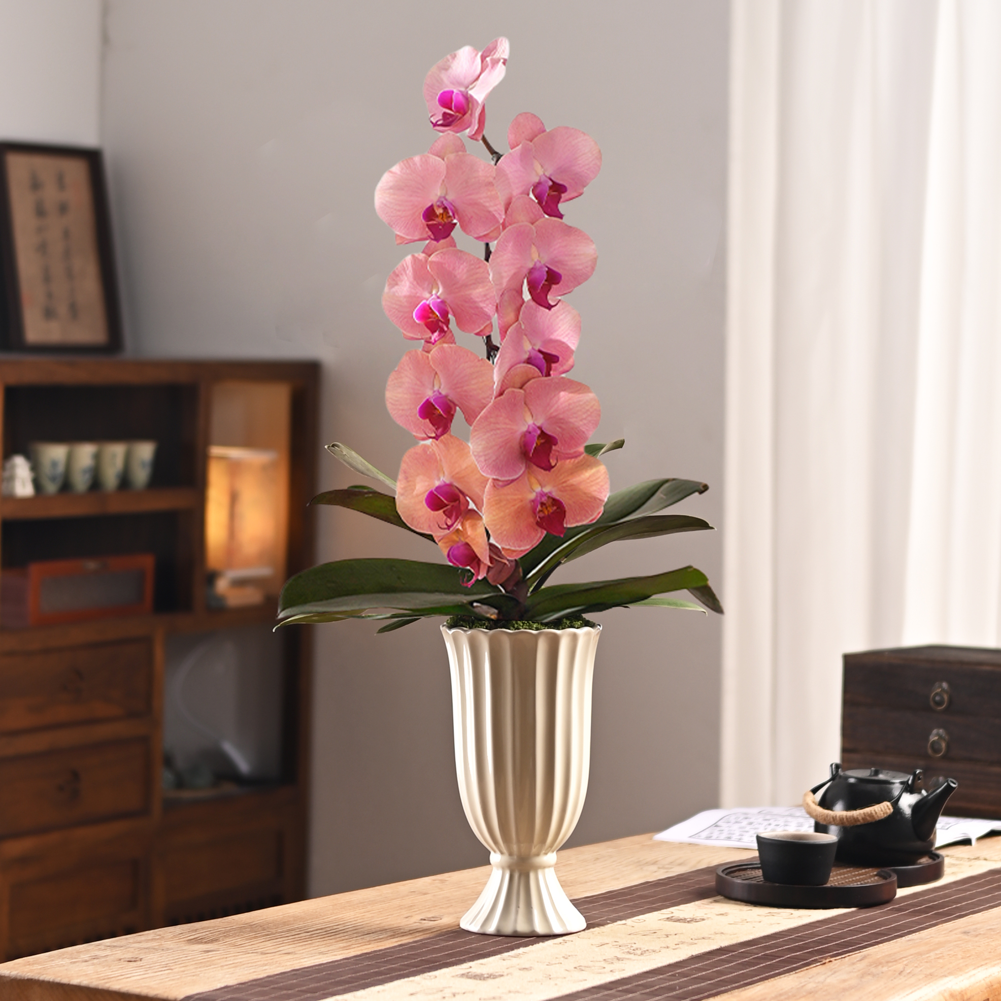 精品超大花蝴蝶兰盆栽带盆带花苞好养室内花卉中秋年宵花家居装饰 - 图0