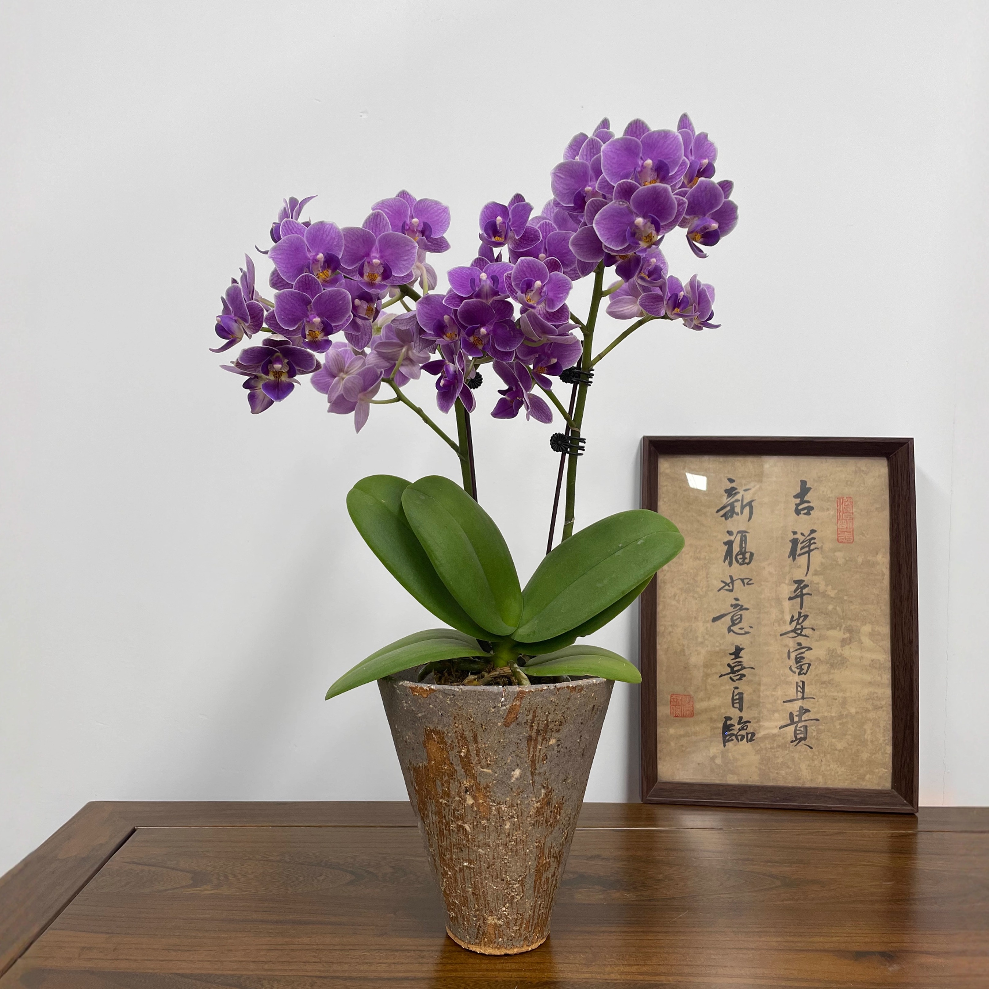 蓝紫色蝴蝶兰盆栽带花苞真花客厅办公室桌面四季好养花卉乔迁开业 - 图2