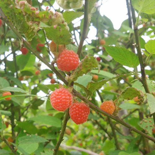 野生树莓覆盆子树苗树莓苗茅莓红树蛇莓苗南方北方盆栽地栽果树苗-图1