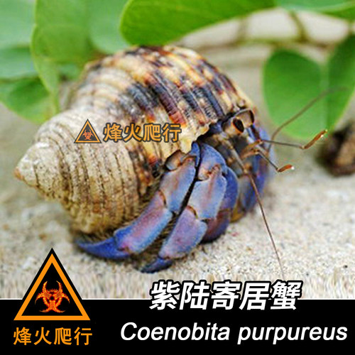 【日本紫陆寄居蟹】高端宠物陆寄居蟹活体 网红萌宠现货直播可选 - 图1