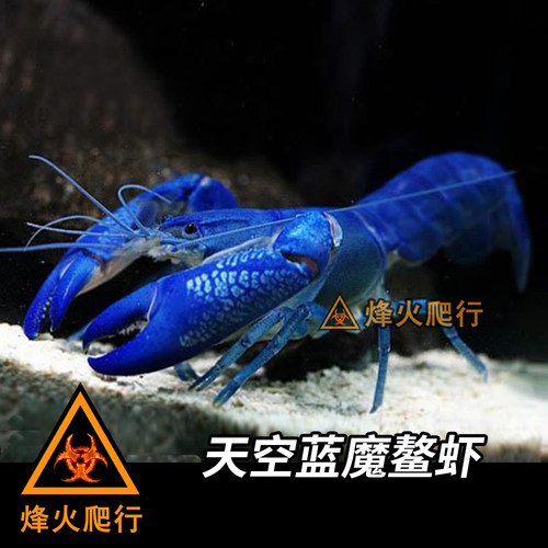 【宠物鳌虾合集】佛蓝白橘螯虾苗人工天空蓝魔观赏活体淡水小龙虾 - 图2