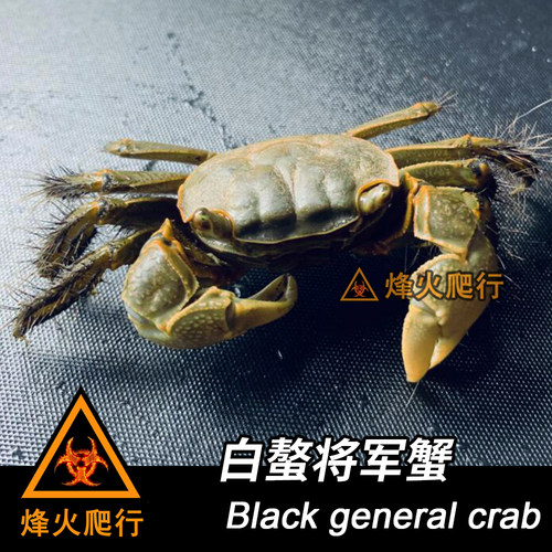 【宠物观赏蟹】活体螃蟹 相手蟹迷你辣椒蟹豹点蟹灰白草莓寄居蟹 - 图2