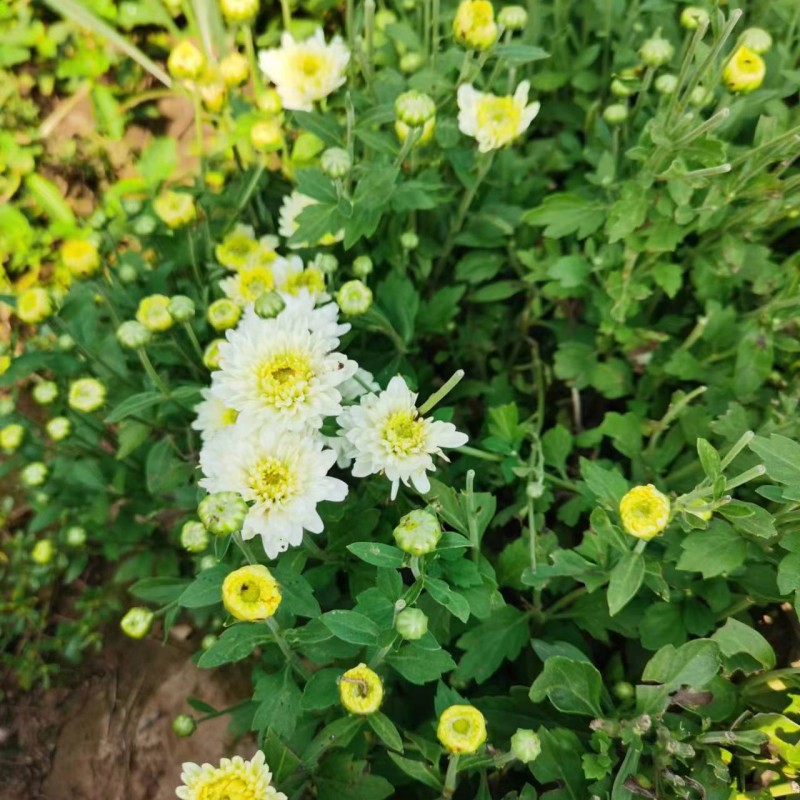 菊花茶散装正宗焦作怀菊花中药材去火清热下火养生茶泡水干菊花 - 图2