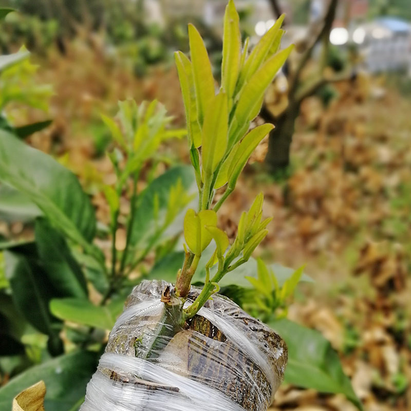 荔枝嫁接膜超薄款嫁接打结膜无粘芽可自穿适合八角黄皮芒果嫁接膜 - 图2