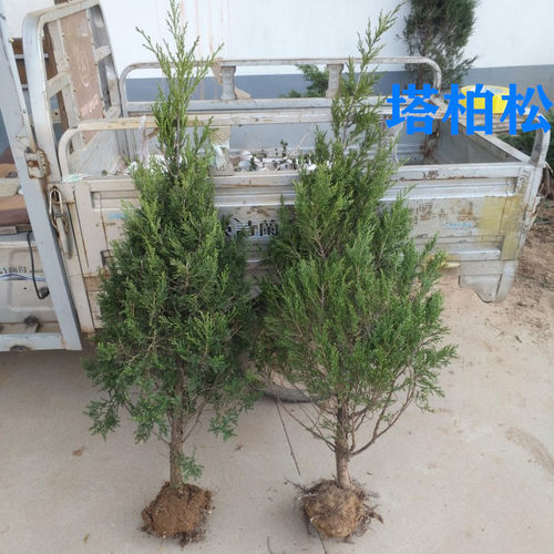 墓地松塔柏清明松树苗扫墓树苗松柏树苗扁侧柏桧柏柏树蜀桧宝塔松 - 图1