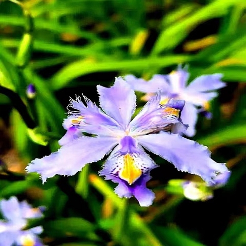 日本鸢尾蝴蝶花时令草本花卉地栽北方阳台庭院趣味植物耐寒常绿