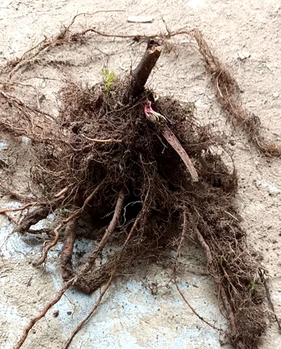 络新妇苗白色原种庭院阳台绿化切时令草本花卉耐寒喜阴植物易活