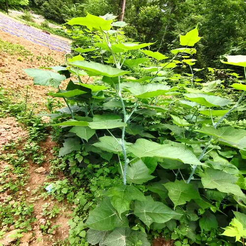 早春秋冬适合栽种甜果 大果 盾叶莓新奇果树苗大叶覆盆子半阴湿润 - 图1