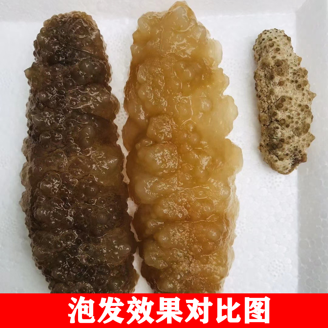 野生黄玉参淡干白黄肉参干货非菲律宾即食刺王参酒店专用水发海参 - 图2