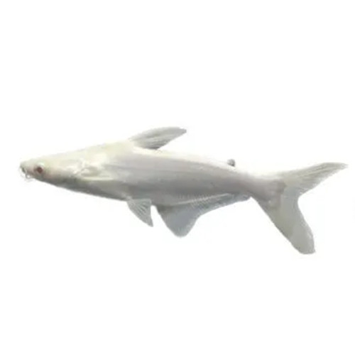 热带鱼观赏鱼大型鱼淡水鱼水族宠物鱼白化蓝鲨活体鱼鲨鱼白化鲨鱼 - 图3