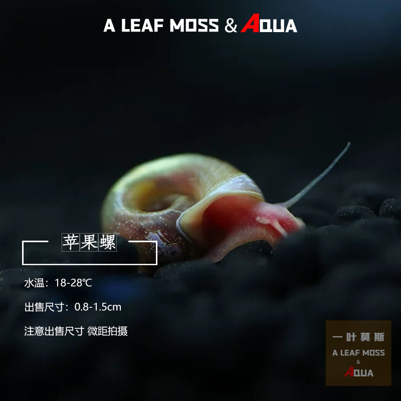 苹果螺观赏螺工具螺水族宠物活体草缸除藻龟粮食活体淡水繁殖,淘宝优惠券,粉丝福利购,淘宝优惠卷
