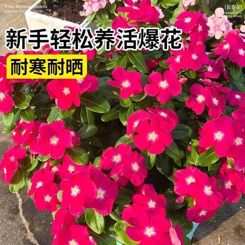 盆栽花苞云南带花卉重瓣盆栽鲜直发春大花阳台长春花室内植物花苗 - 图2