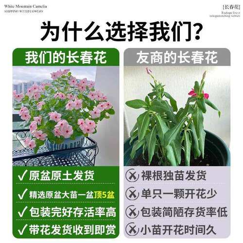 盆栽花苞云南带花卉重瓣盆栽鲜直发春大花阳台长春花室内植物花苗 - 图1