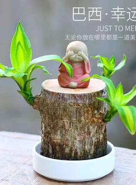 巴西木格鲁特水培植物水