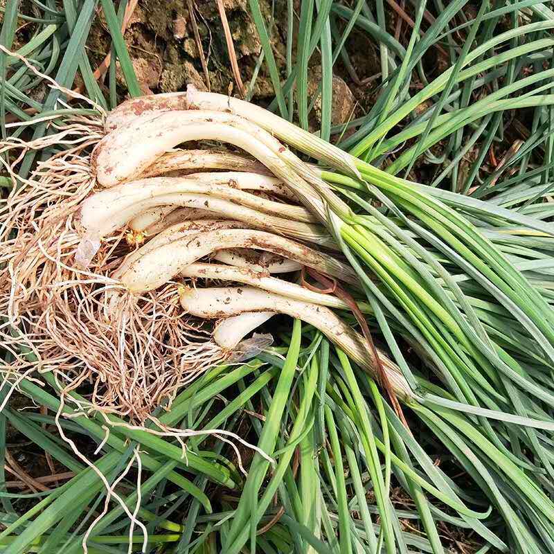 速发重庆四川农家自种露天新鲜藠头小蒜荞头当季时令蔬菜现挖现发_虎窝淘