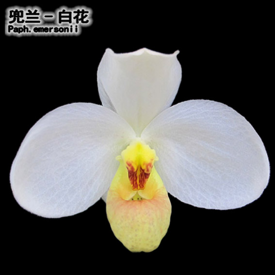 绿缘兰花 实生苗原生种-白花兜兰（Paph.emersonii）带香味 - 图0