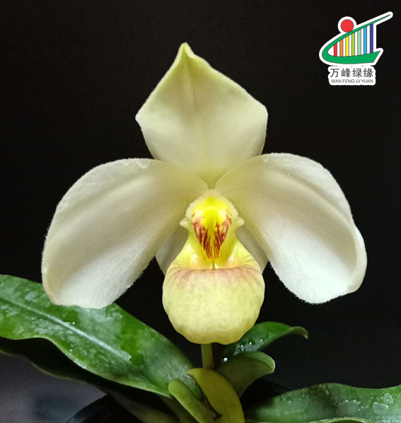 绿缘兰花 实生苗原生种-白花兜兰（Paph.emersonii）带香味 - 图2