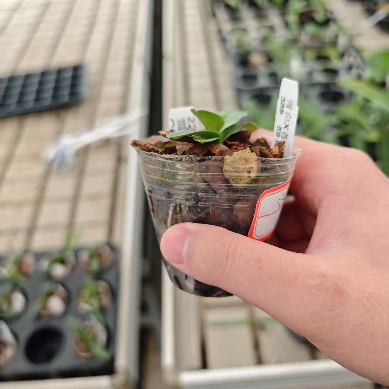 万峰绿缘【新品兜兰小苗】出瓶苗实生组培兰科小苗室内植物庭盆栽,淘宝优惠券,粉丝福利购,淘宝优惠卷