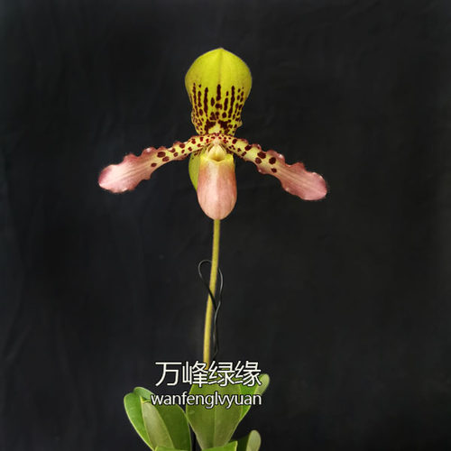 绿缘兜兰苍叶x虎斑P.glaucophyllumXtigrinum桌面型盆栽 - 图0