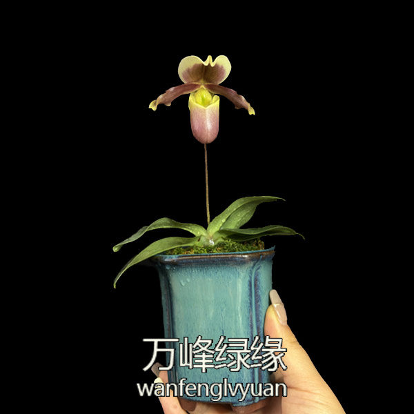 万峰绿缘兜兰 小叶苍叶小型桌面盆栽,淘宝优惠券,粉丝福利购,淘宝优惠卷